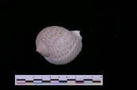 藏品(花點鶉螺)的圖片